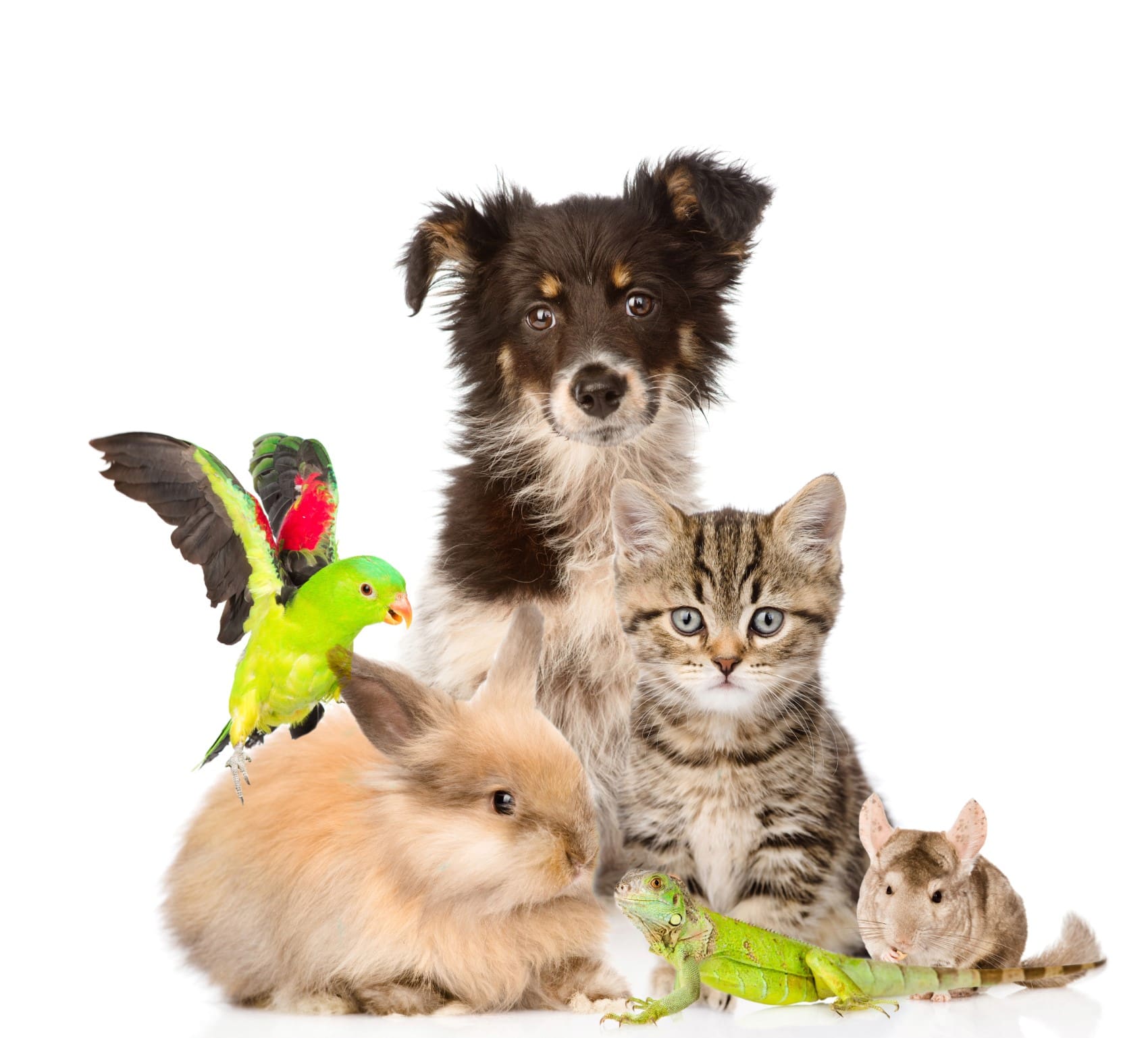 Adopter un animal sur adopterunanimal.fr