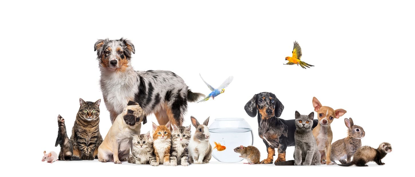 Group of pets posing Cats and dogs; dog, cat, ferret, rabbit, fish, rodent bird, rabbit, isolated on white