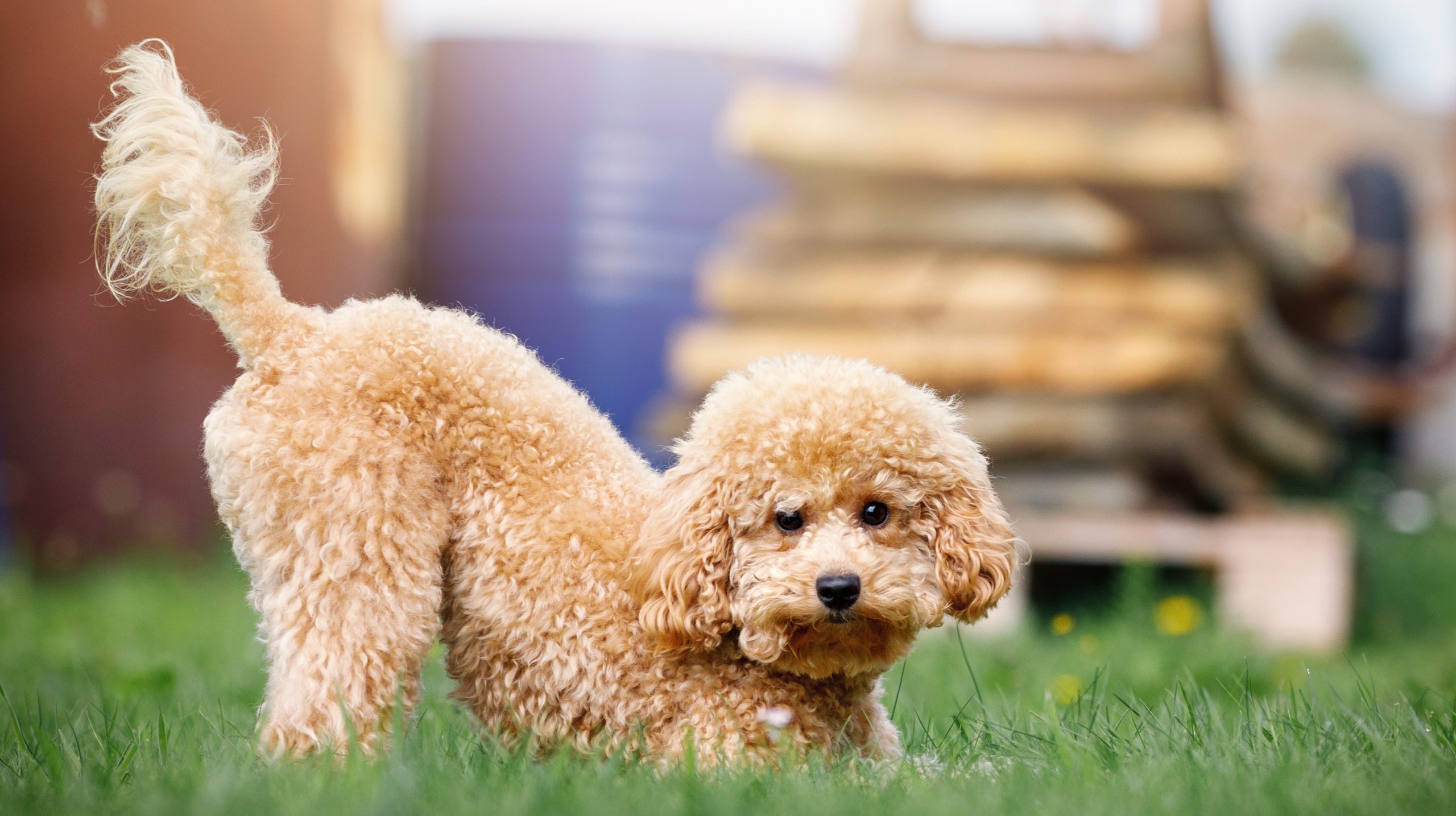 Caniche au pelage bouclé et soyeux