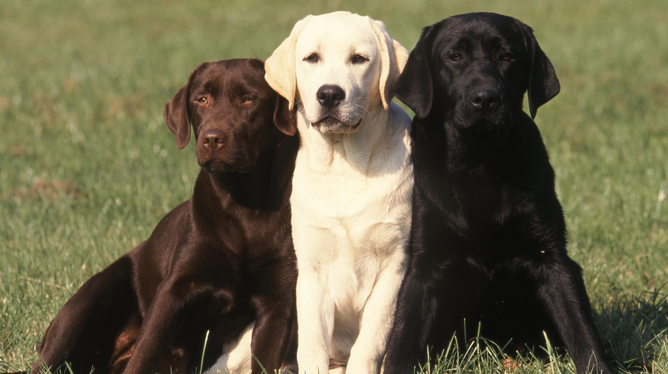 Labrador Retriever adulte assis dans un jardin, pelage doré